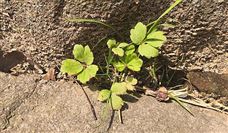 河北省有关矿物颗粒、沥青卷材等三项标准批准立项 - 恒通能机械资讯