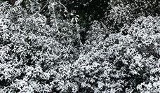 今年北方除雪方式有了新举措，智能化除雪装