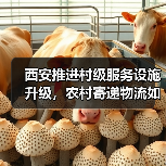 西安推进村级服务设施升级，农村寄递物流如