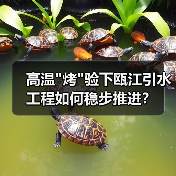 高温烤验下瓯江引水工程如何稳步推进？(图4)