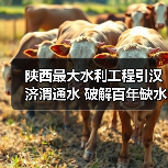 陕西最大水利工程引汉济渭通水 破解百年缺