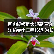 国内规模最大超高压跨江输变电工程投运 为长三角夏季电力供应提供保障(图3) 国内规模最大超高压跨江输变电工程投运 为长三角夏季电力供应提供保障(图3)