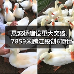 悬索桥建设重大突破,7859米跨江段创6项世界纪录(图3) 悬索桥建设重大突破,7859米跨江段创6项世界纪录(图3)